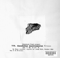 Ascobolus macrosporus image